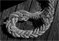 566 - RING OF ROPE - YORK DON - united states